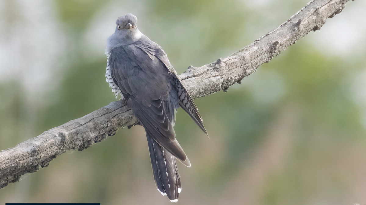 Il nodo del Cuculo e i Nodi di Freddo