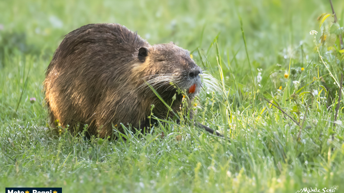 Il "sorriso d'arancio" della Nutria: ecco perché i suoi denti sono così colorati