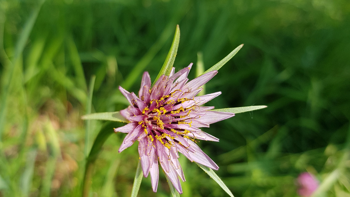 Il ciocabec (Tragopogon)