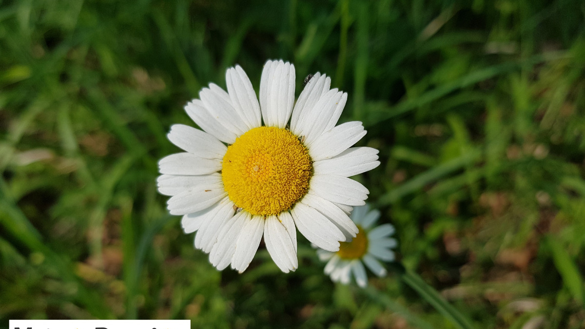 Quanti fiori vedi in questa foto?