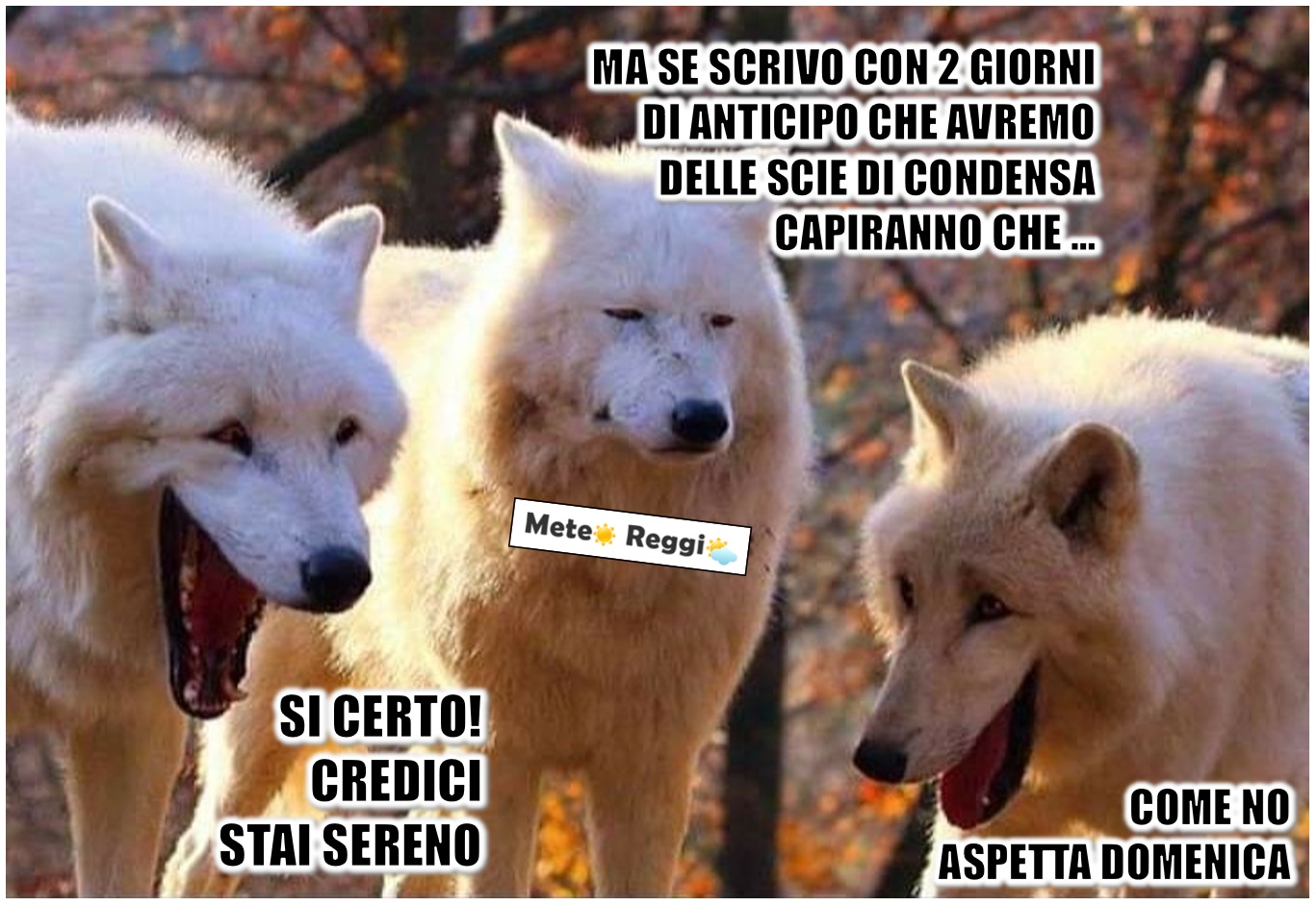 Meme del 17 ottobre 2025