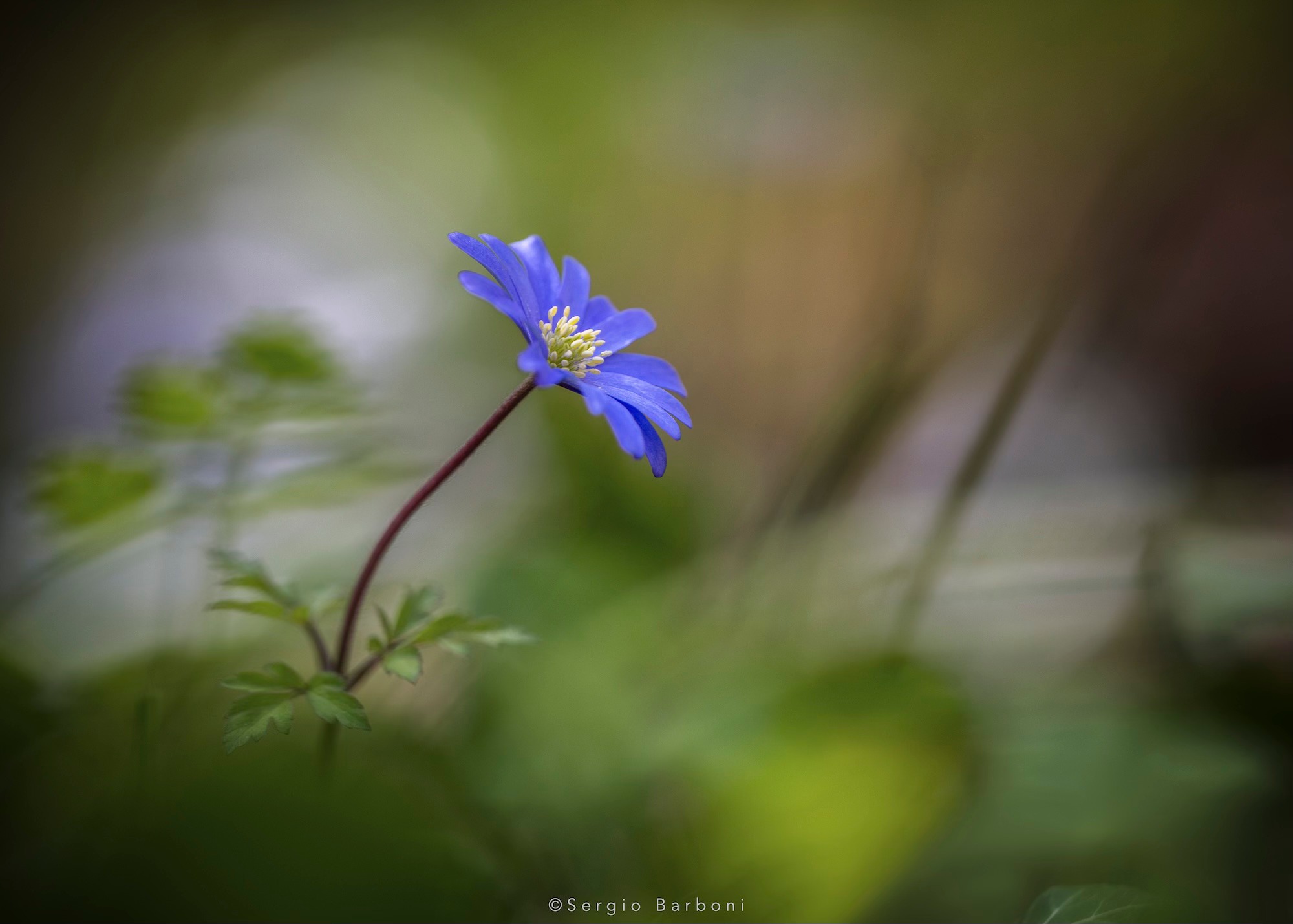 Foto del 21 febbraio 2026