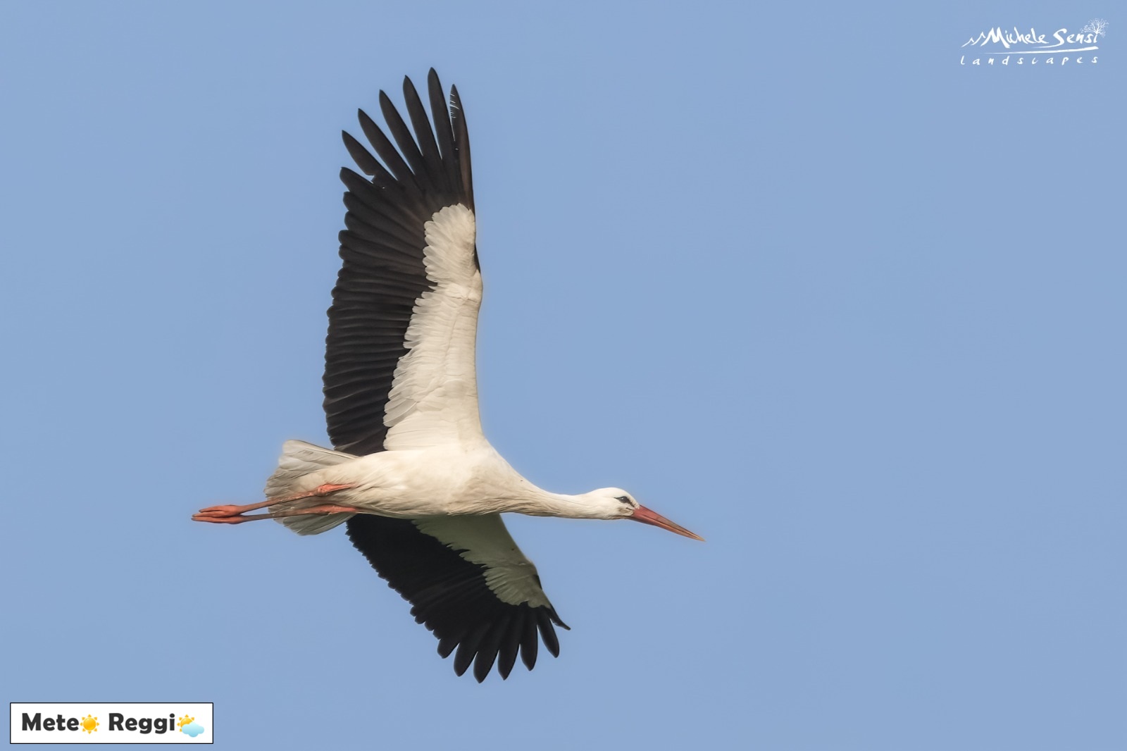 La Cicogna e le sue leggende