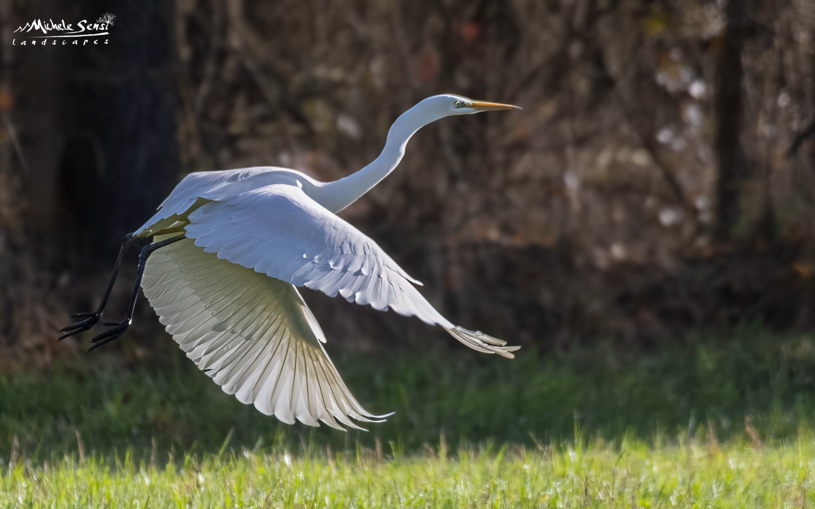 L'Airone bianco, maestro d'eleganza nelle nostre campagne
