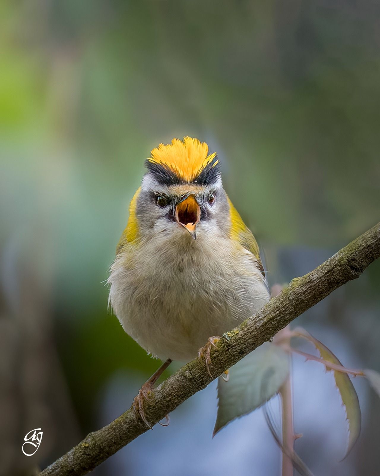 Il canto del fiorrancino