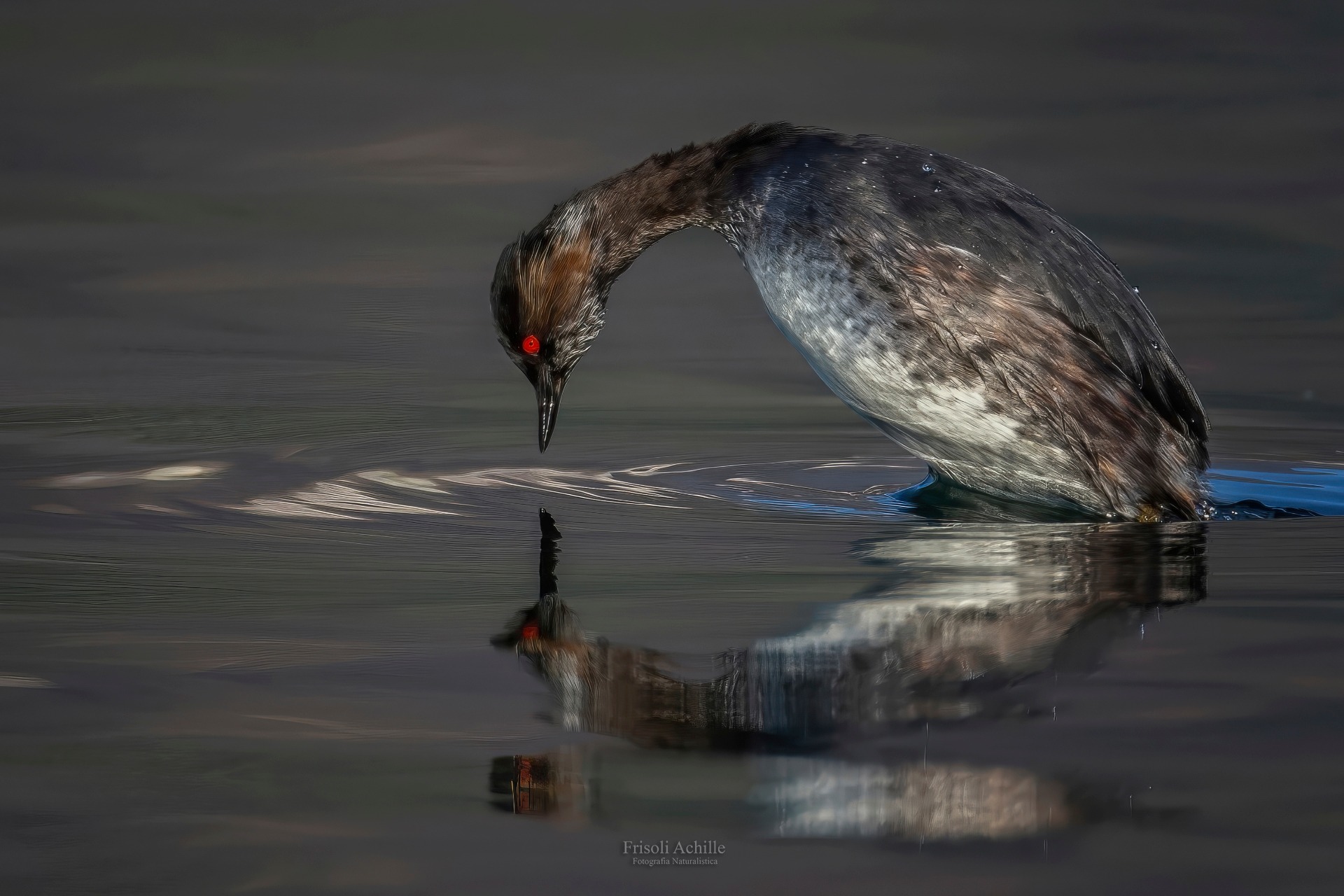 Svasso piccolo allo specchio