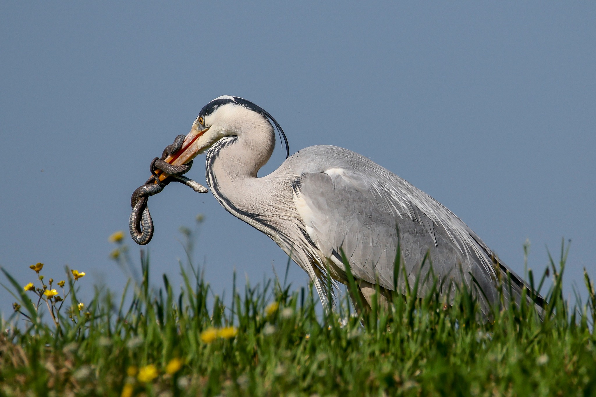 Airone Cenerino con preda, di Silvano Mengoli.