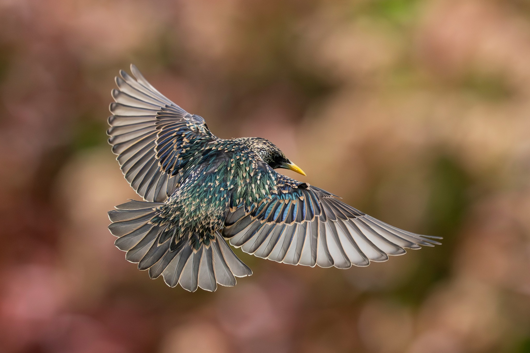 Storno di Stefano Uzzo.