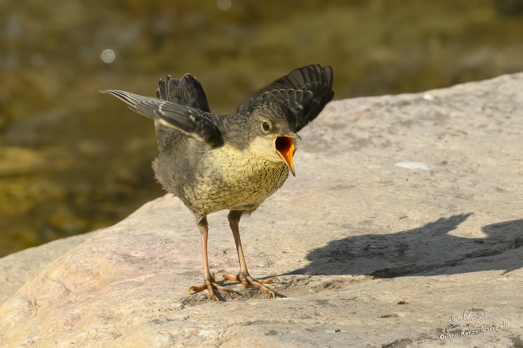 Pullo di merlo acquaiolo di Oriano Renzo Giacomelli