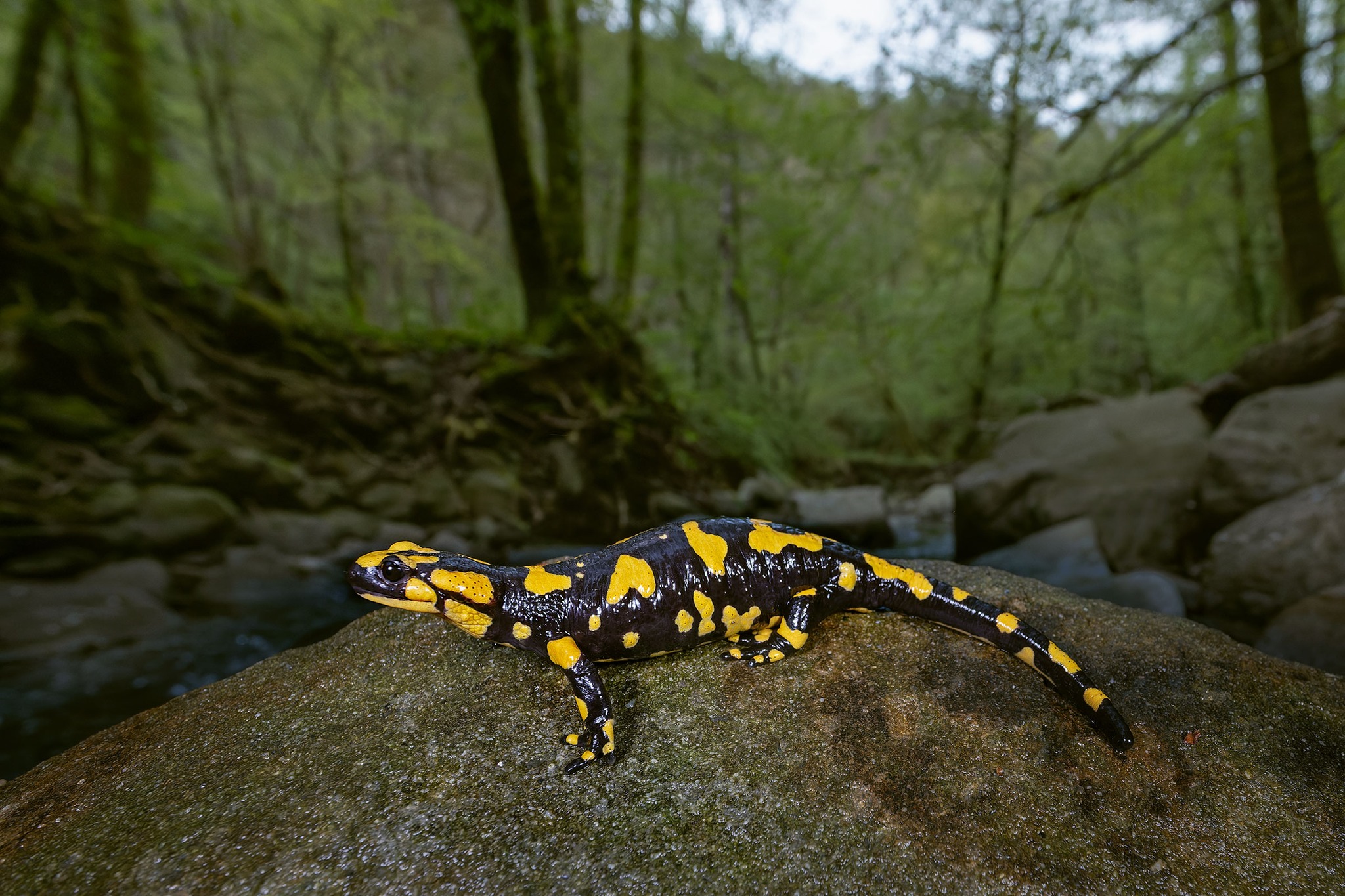 Salamandra Pezzata di Maurizio Berni