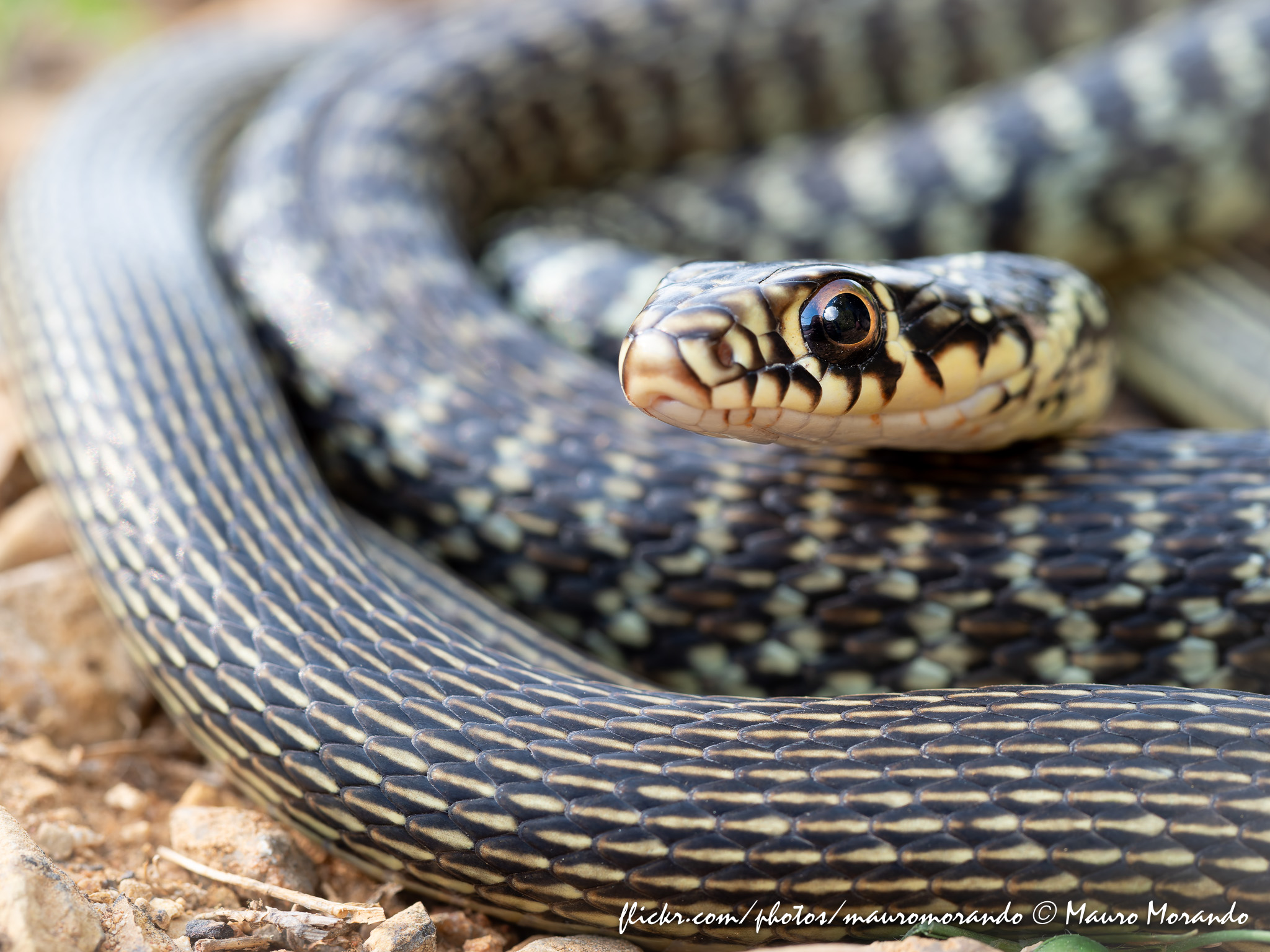 Hierophis viridiflavus
