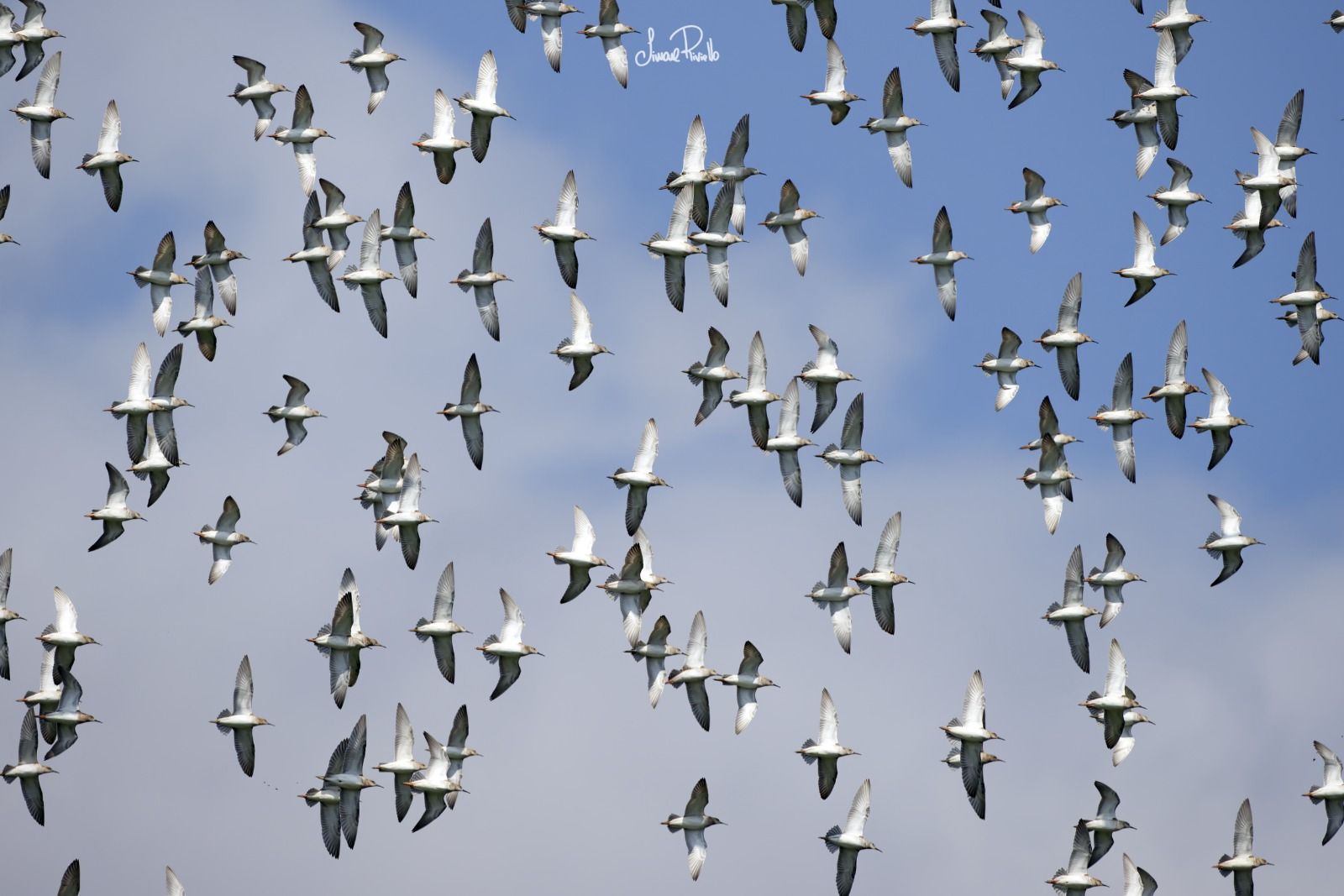 Combattenti. — Fauna dell'Appennino Reggiano — 23 aprile 2026