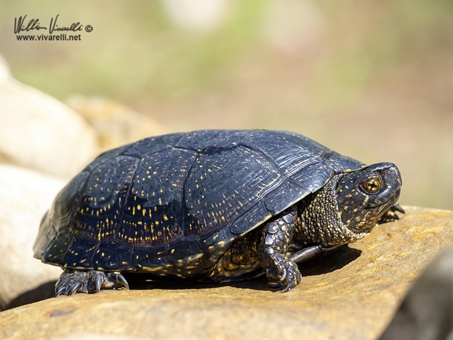 Tartaruga Palustre Europea