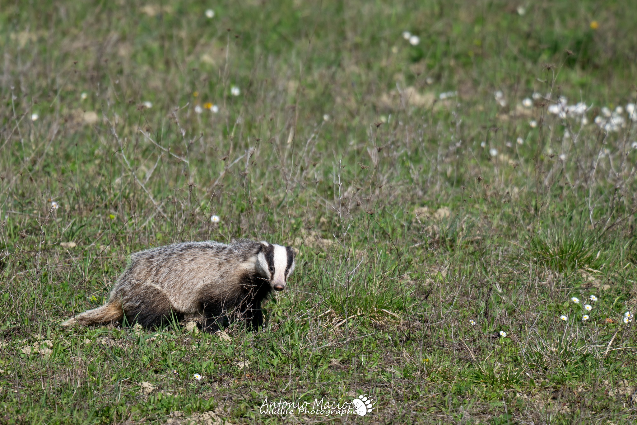Tasso nell'Appennino Reggiano