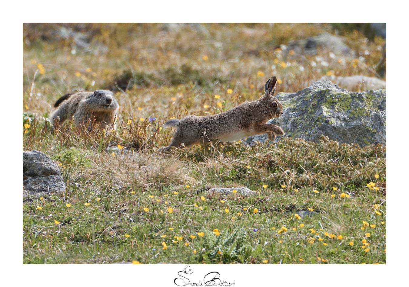 Lepre e Marmotta