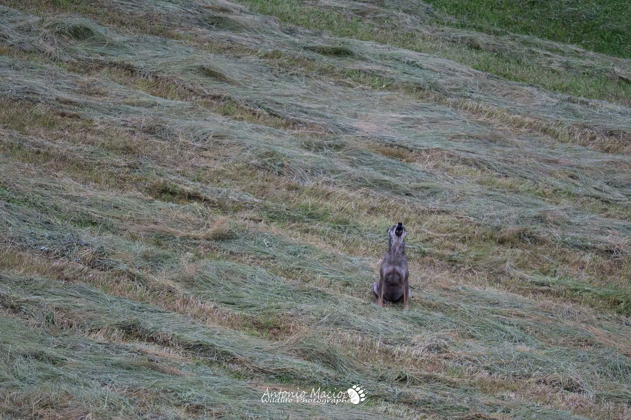 La voce del Lupo. Appennino Eliliano 