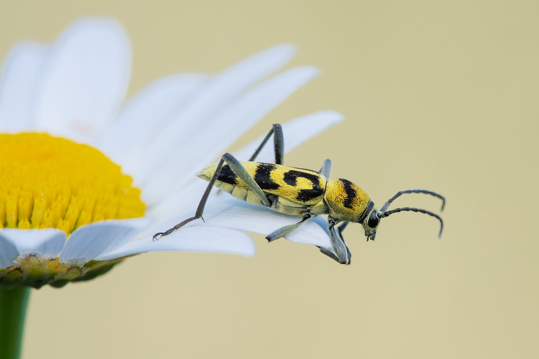 Clorophorus varius