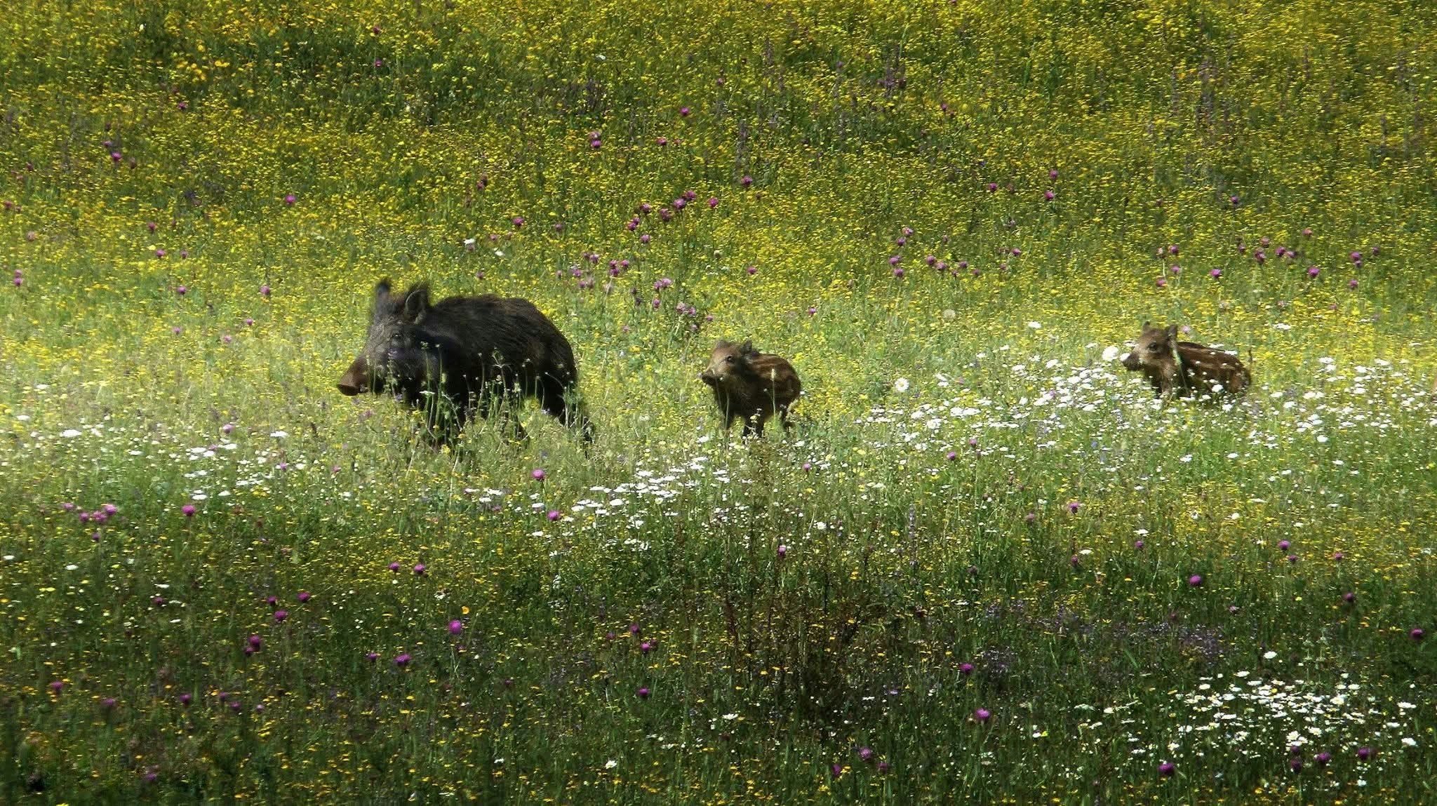 In coda alla Mamma
