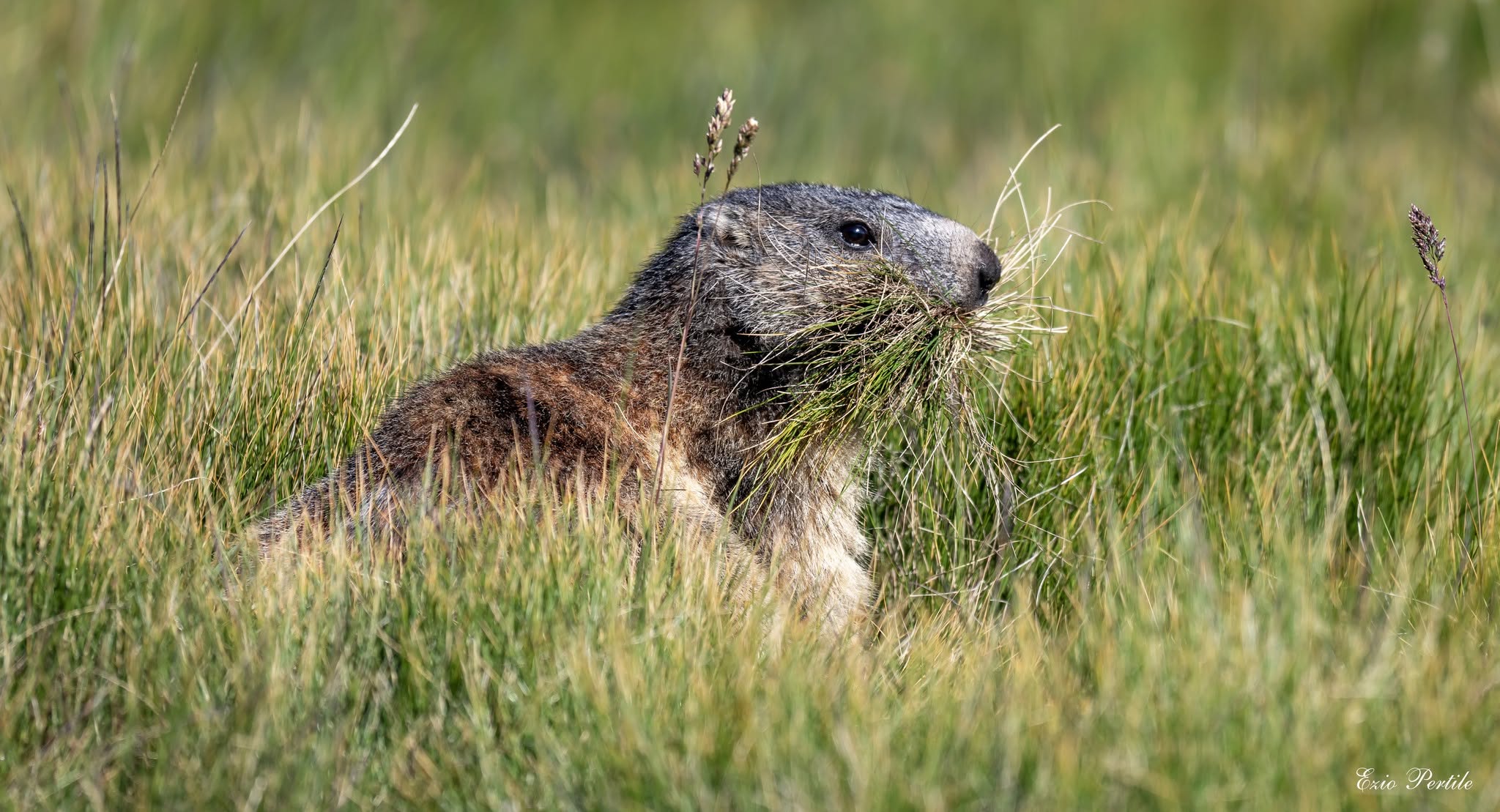 Marmotta 
