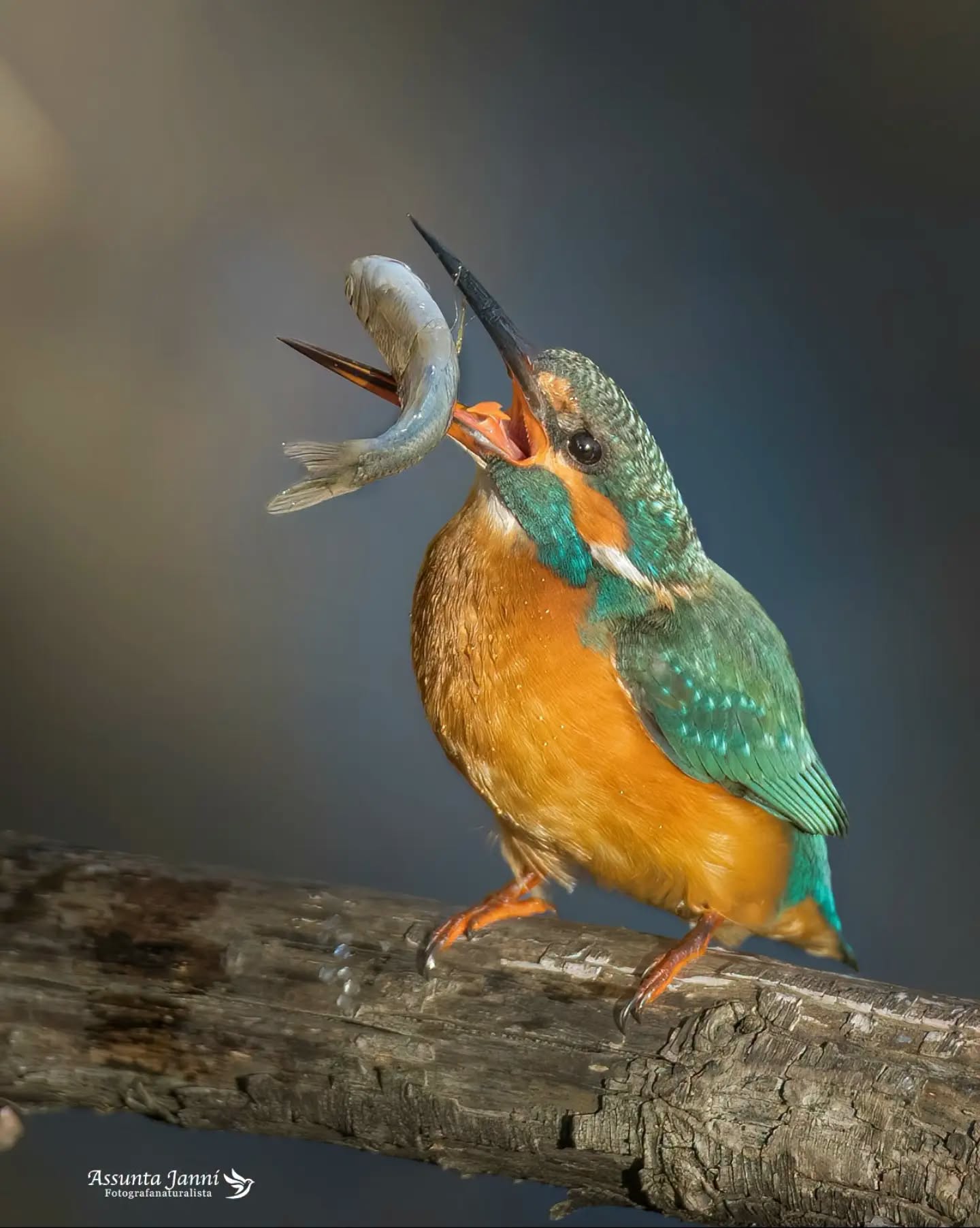 Martin Pescatore con preda.