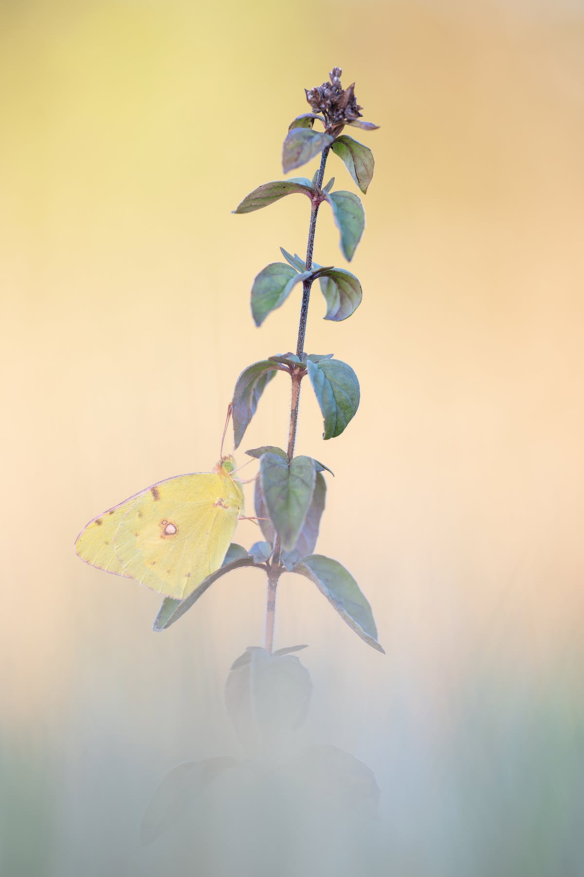 Colias Crocea
