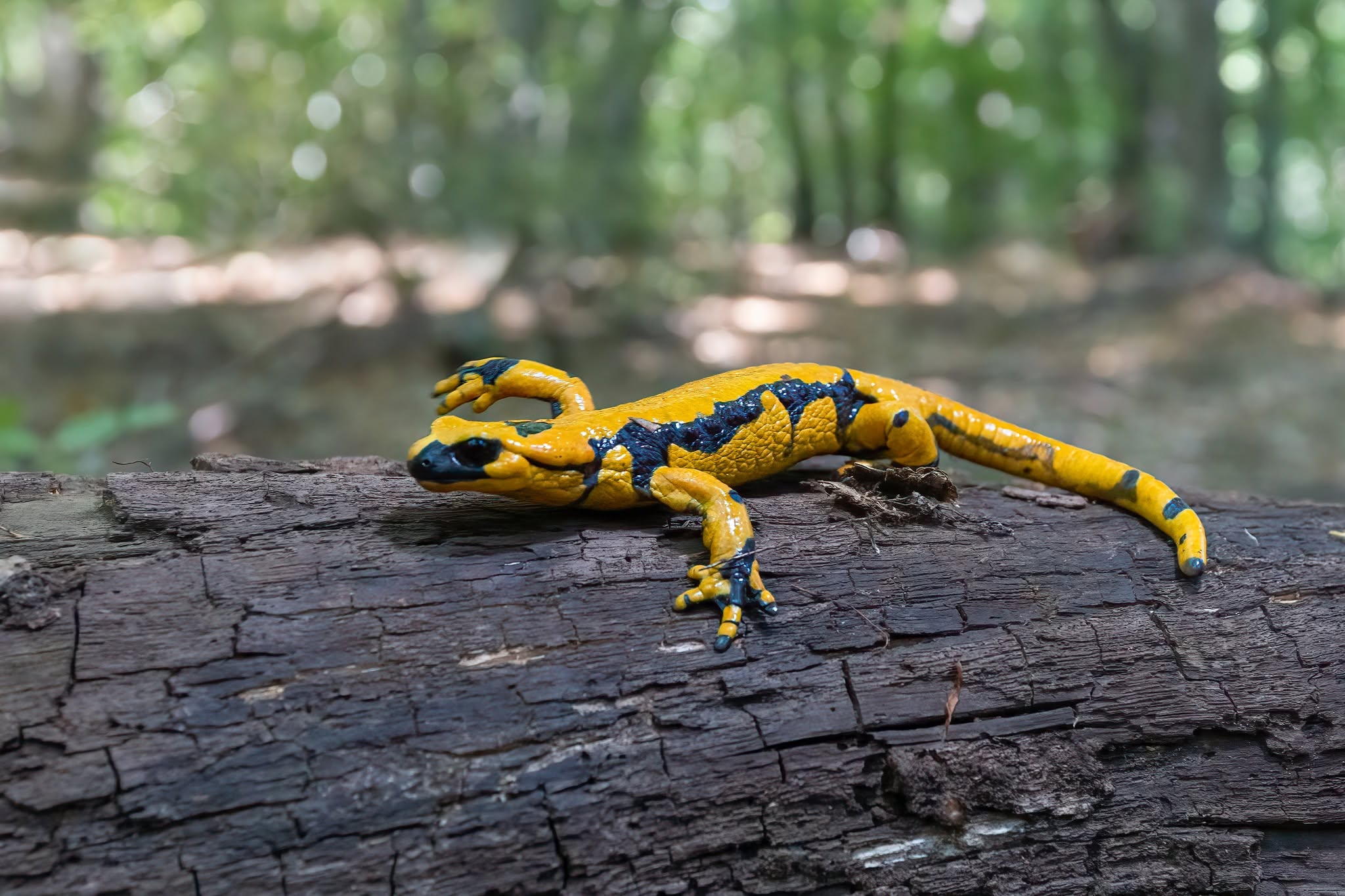 Salamandra 
