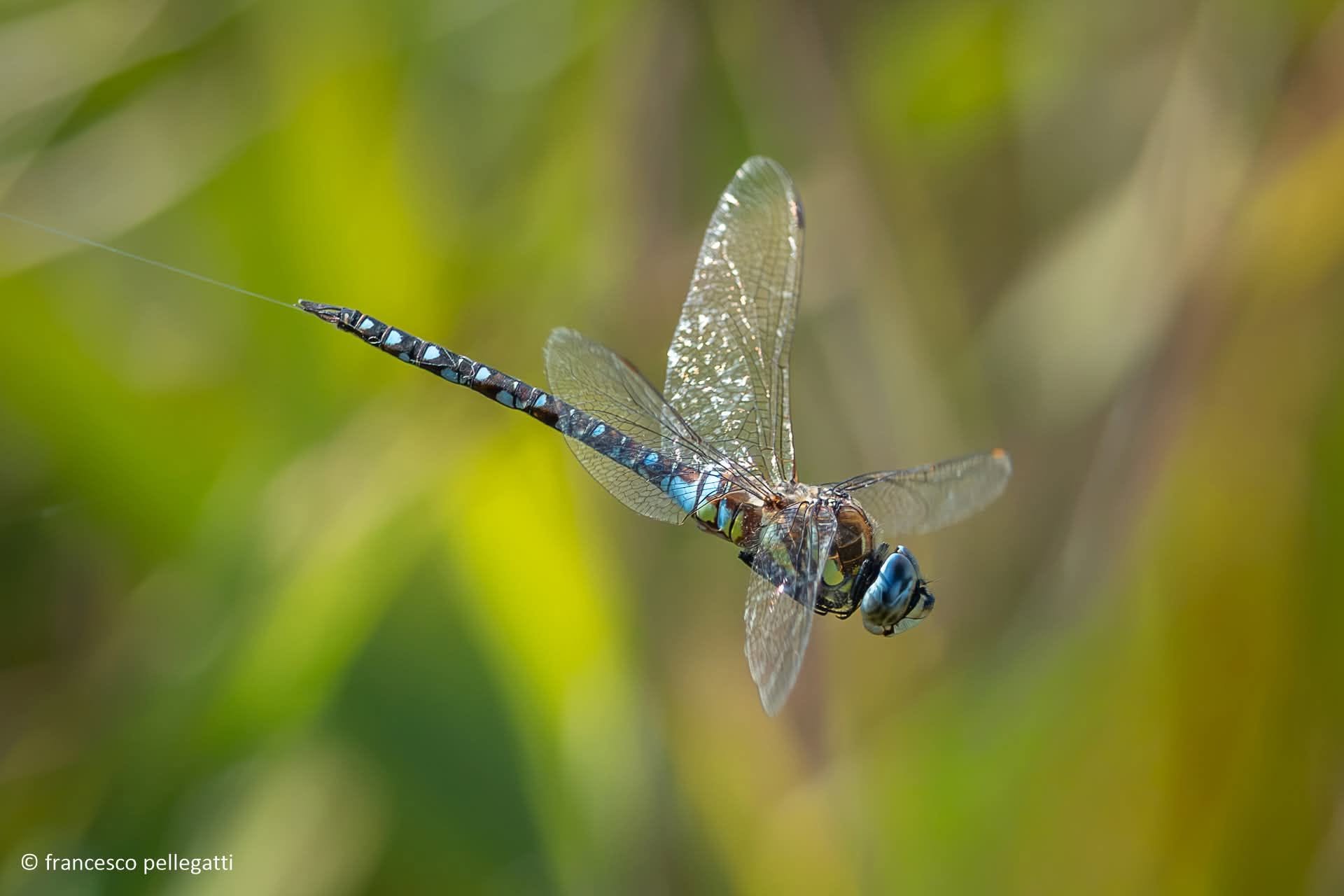 Libellula.