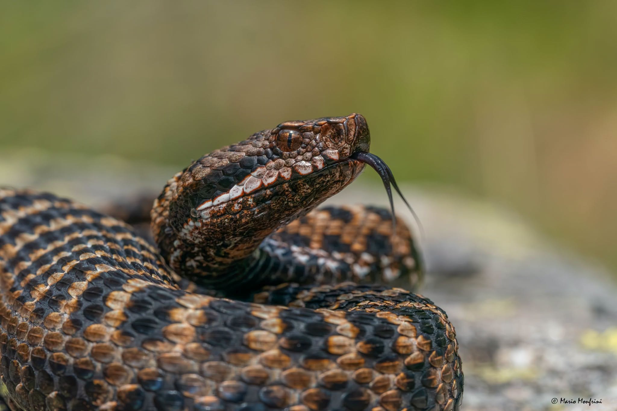 Vipera Aspis.