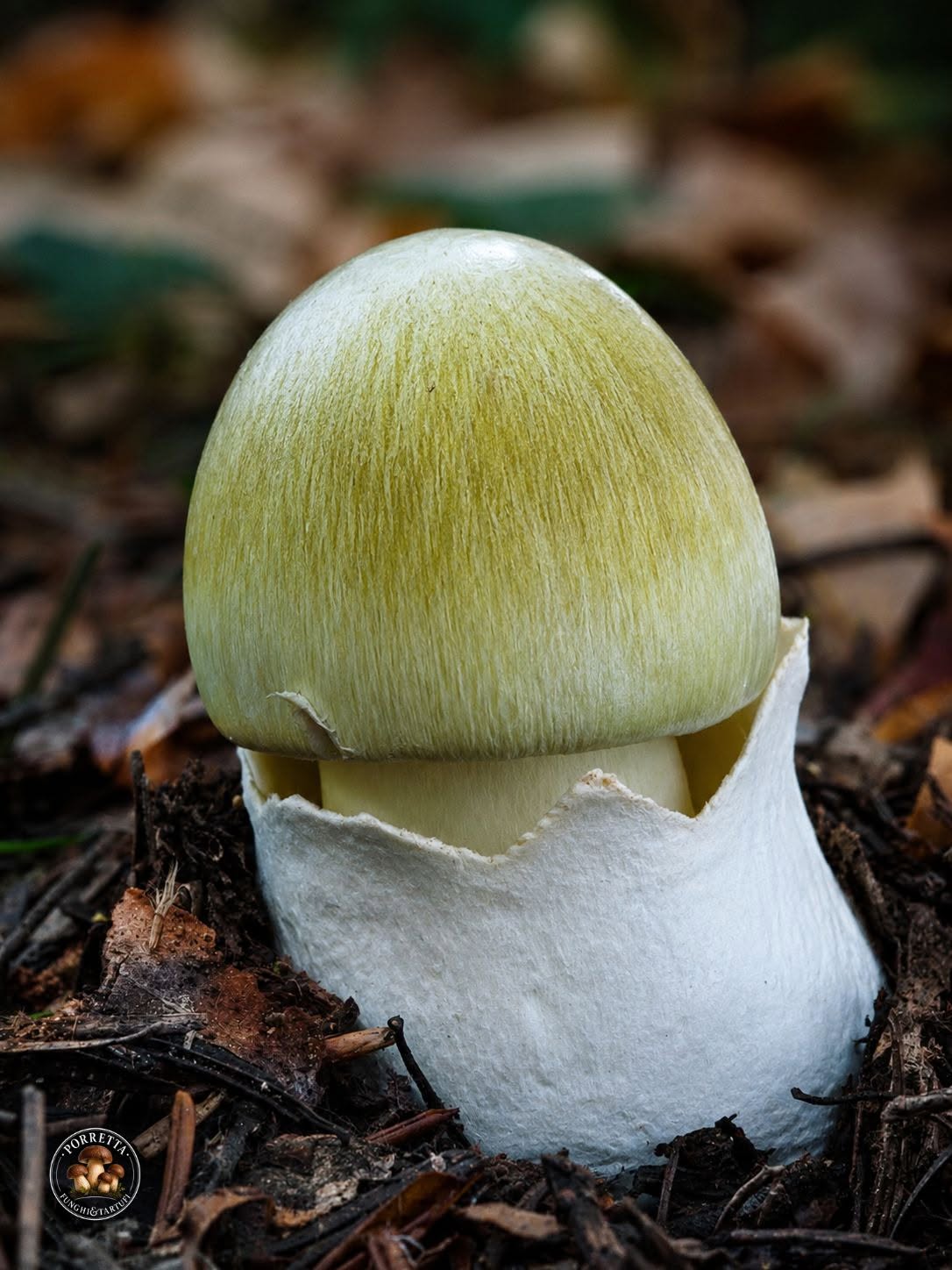 Amanita phalloides