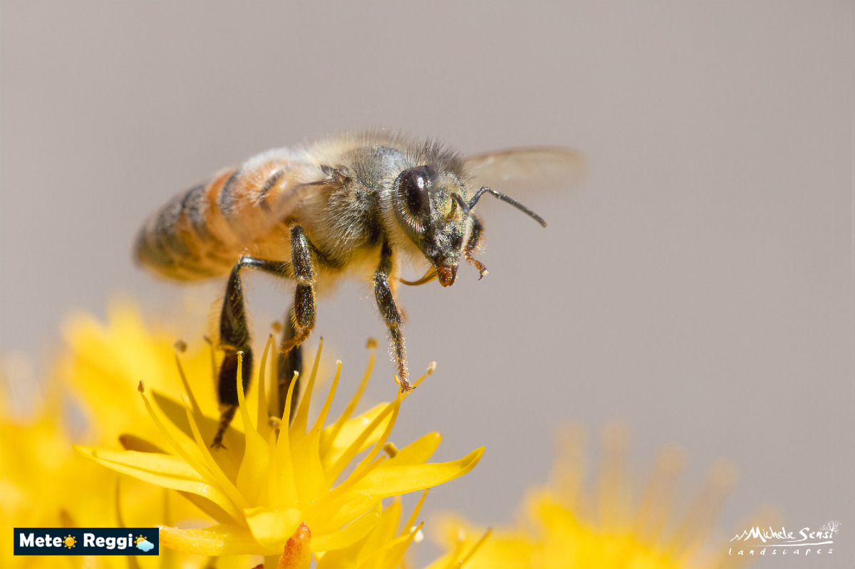 Il motore invisibile della biodiversità: perché la Giornata Mondiale delle Api riguarda tutti noi