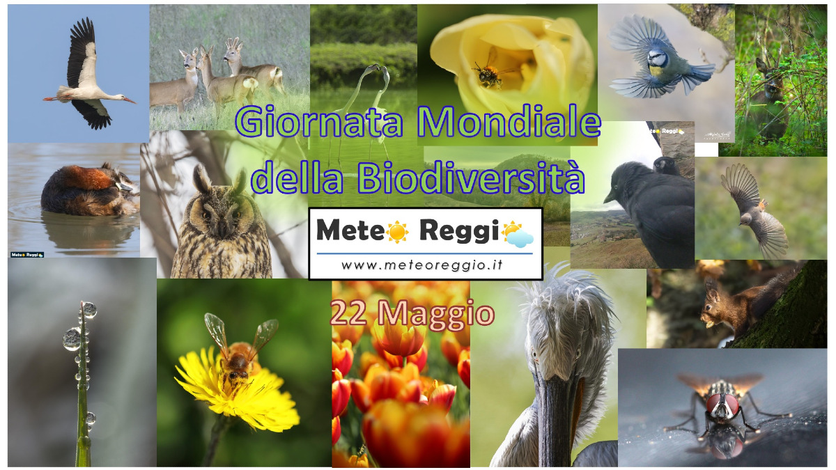 Giornata Mondiale della Biodiversità: cos'è, perché è in pericolo e come possiamo salvarla